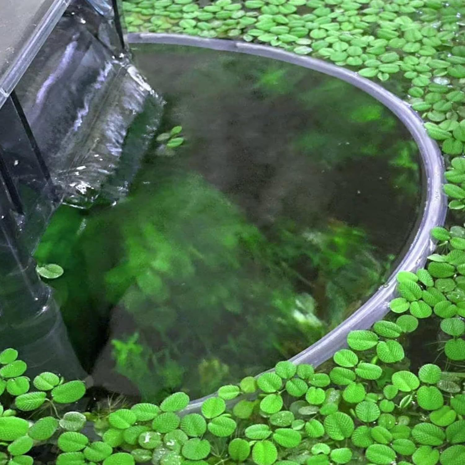 Floating Plant Fence for Fish  - Home Improvement Fence reseña y precio
